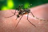 Zika virus: WHO declares public health emergency!